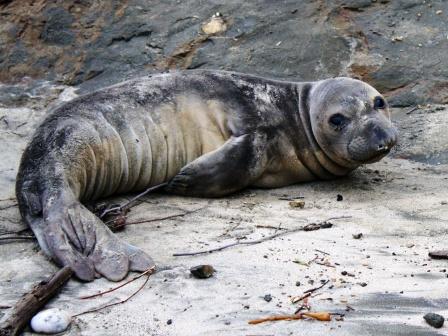 Sad-looking seal on a beach.