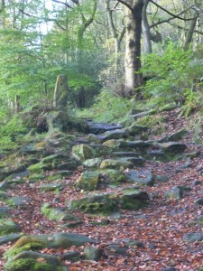 Lumb_Bank_woodland_Steps_CC-non-commercial