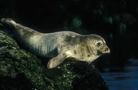 harbour-seal