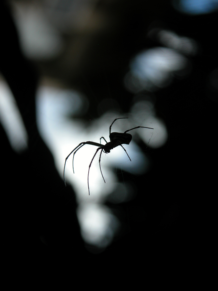 Spider_silhouette
