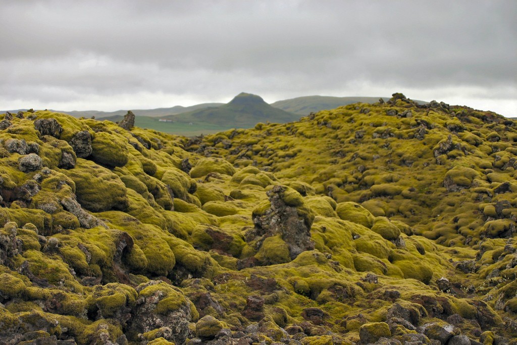 Moss-covered-lava_field_iceland-by_Mal_B. Non-comm_licence