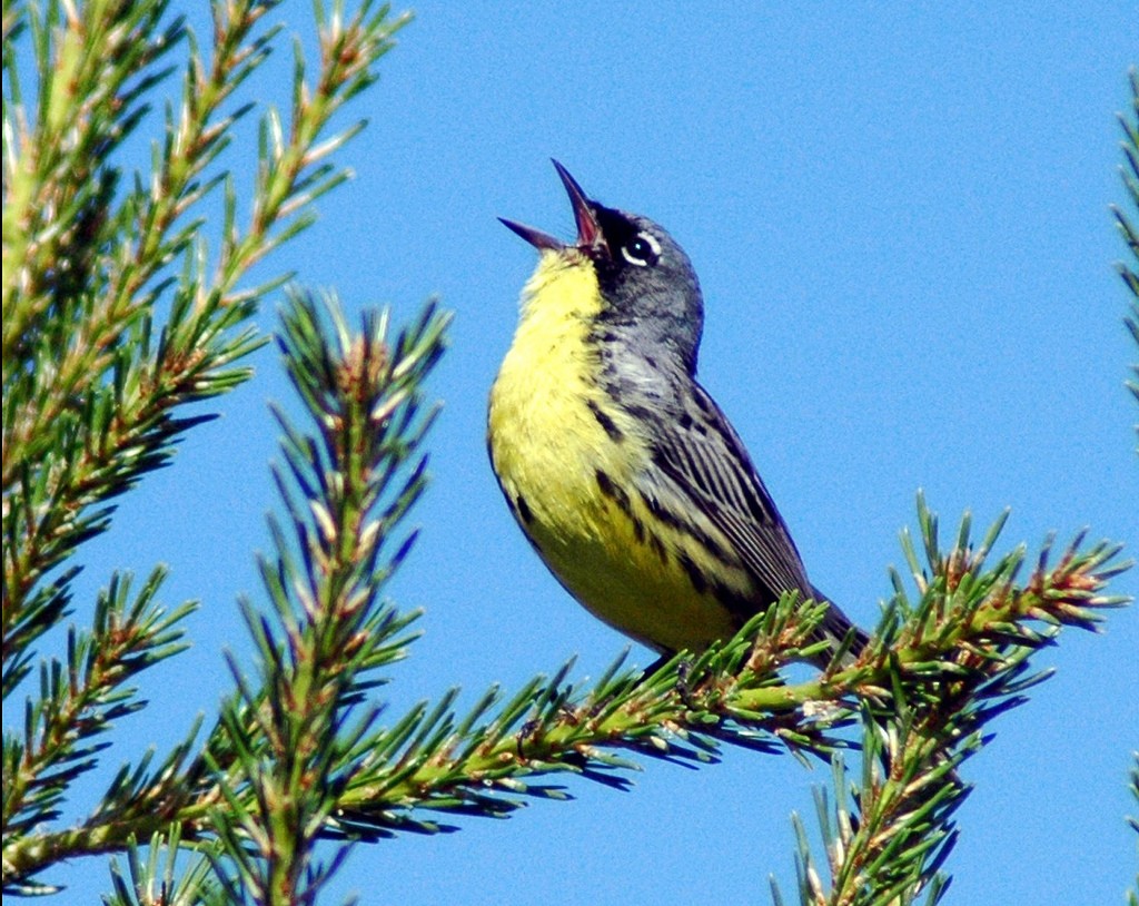 singing-bird_CC