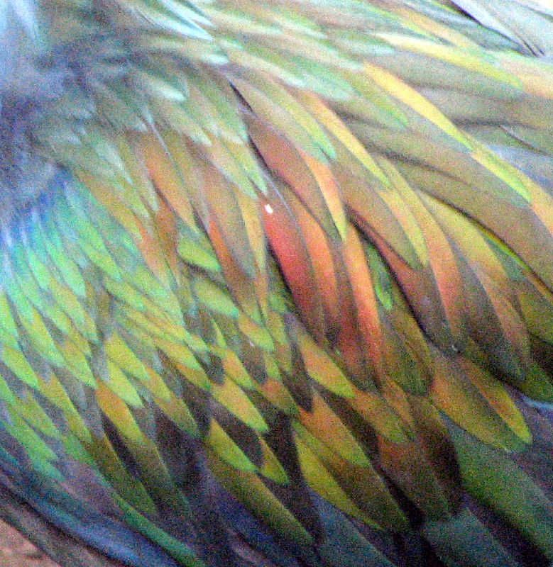 Feathers_of_Nicobar_Pigeon