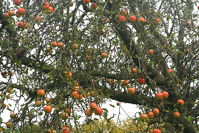 Long Ashton old apple tree