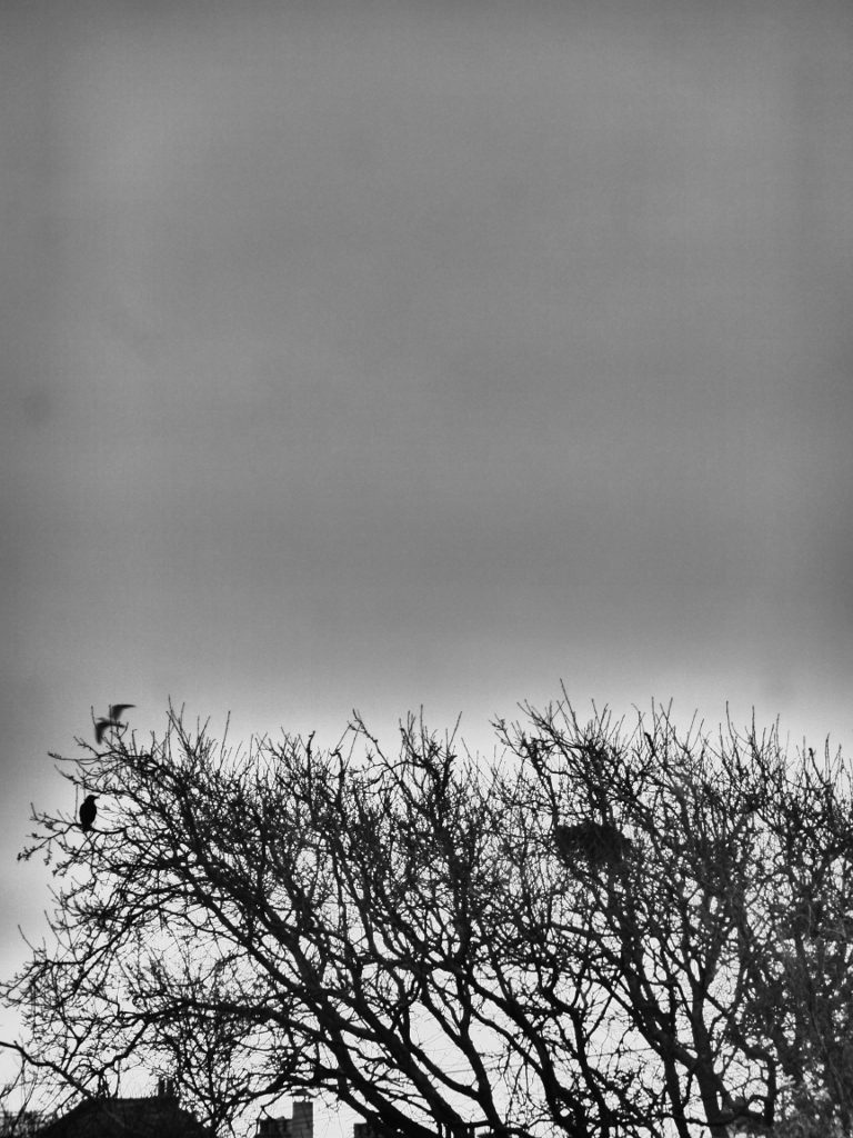 Bare branches against a grey sky. Rooftops and a scrffy nest. One crow sitting on a twig, a seagull flies past.