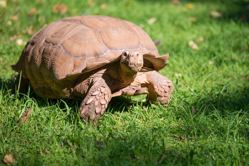 A tortoise walks in the sunshine.