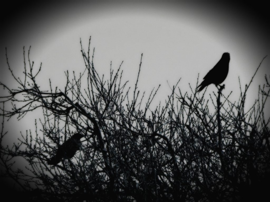 Two crows in a tree beginning to bud. Image by K.M. Lockwood CC