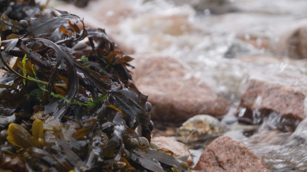 Seaweed and surf among stones.