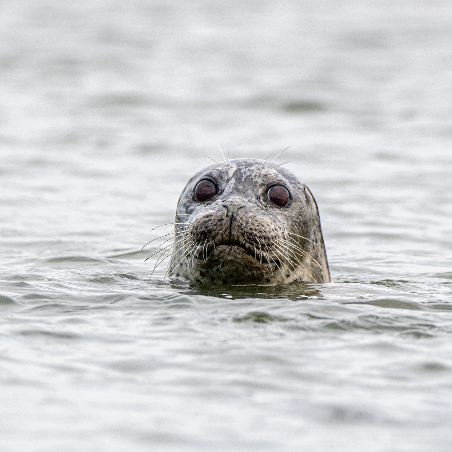 seal head looking at viewer from sea